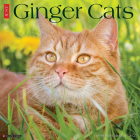Just Ginger Cats 2025 12 X 12 Wall Calendar Cover Image