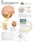 Understanding CNS Chart: Wall Chart Cover Image