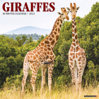 Giraffes 2022 Wall Calendar Cover Image