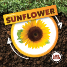 Life Cycle of a Sunflower (Life Cycles) By Kirsty Holmes Cover Image