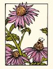 Sweet Echinacea (Boxed): Boxed Set of 6 Cards By Bruce Smith, Yoshiko Yamamoto (Artist) Cover Image