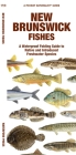 New Brunswick Fishes: A Waterproof Folding Guide to Native and Introduced Freshwater Species By Matthew Morris, Leung Raymond (Illustrator), Waterford Press Cover Image