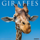 Giraffes 2025 12 X 12 Wall Calendar By Willow Creek Press Cover Image