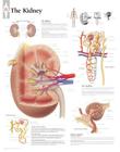 The Kidney Chart: Laminated Wall Chart Cover Image