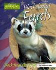Black-Footed Ferrets: Back from the Brink (America's Animal Comebacks) Cover Image