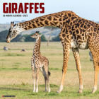 Giraffes 2023 Wall Calendar By Willow Creek Press Cover Image