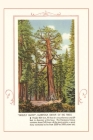 The Vintage Journal Grizzly giant, Mariposa Big Trees Cover Image