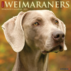 Just Weimaraners 2023 Wall Calendar By Willow Creek Press Cover Image