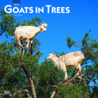 Goats in Trees 2023 Square By Browntrout (Created by) Cover Image