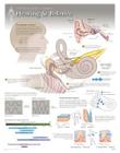 Hearing & Balance Wall Chart: 8210 By Scientific Publishing (Other) Cover Image