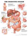 The Digestive System Anatomical Chart By Anatomical Chart Company (Prepared for publication by) Cover Image