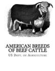 American Breeds of Beef Cattle: With Remarks on Beef Cattle Pedigrees By Jackson Chambers (Introduction by), Us Dept of Agriculture Cover Image
