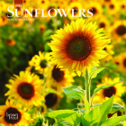 Sunflowers 2023 Mini 7x7 By Browntrout (Created by) Cover Image