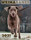 Weimaraner 2021 Calendar Cover Image