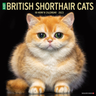 British Shorthair Cats 2023 Wall Calendar By Willow Creek Press Cover Image