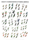 Sibley's Hummingbirds of North America By David Allen Sibley (Illustrator) Cover Image