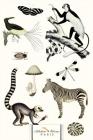 Noir Et Blanc (Black & White Animals): Nature Is the Designer! By Alibabette Editions (Created by) Cover Image
