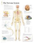 The Nervous System Chart: Laminated Wall Chart Cover Image