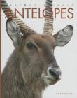 Antelopes (Amazing Animals) By Kate Riggs Cover Image