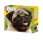 Pugs 2023 Box Calendar By Willow Creek Press Cover Image