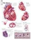 The Heart Chart: Wall Chart Cover Image