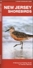 New Jersey Shorebirds: A Waterproof Folding Guide to Familiar Species By James Kavanagh, Waterford Press, Raymond Leung (Illustrator) Cover Image