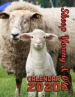 Sheep Young and Old Calendar 2020: 14 Month Desk Calendar for Lovers of the World's Wooliest Inhabitants By Calendar Gal Press Cover Image