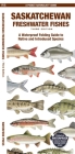 Saskatchewan Fishes: A Folding Pocket Guide to All Known Native and Introduced Freshwater Species (Pocket Naturalist Guide) By Matthew Morris, Christopher Sommers Cover Image