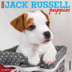 Just Jack Russell Puppies 2024 12 X 12 Wall Calendar By Willow Creek Press Cover Image