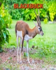 Blackbuck: Amazing Facts & Pictures Cover Image