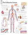 The Endocrine System Chart: Laminated Wall Chart Cover Image