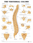 The Vertebral Column Anatomical Chart Cover Image
