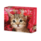 What Cats Teach Us 2025 6.2 X 5.4 Box Calendar By Willow Creek Press Cover Image