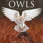 Owls 2023 Wall Calendar By Willow Creek Press Cover Image