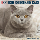 British Shorthair Cats 2022 Wall Calendar (Cat Breed) Cover Image