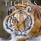 Tigers 2025 12 X 12 Wall Calendar By Willow Creek Press Cover Image