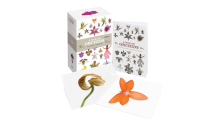 A Box of Orchids: 100 Beautiful Postcards By Ivy Press (Designed by) Cover Image
