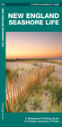 New England Seashore Life: A Waterproof Folding Guide to Familiar Animals & Plants Cover Image