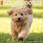 Just Goldendoodles 2023 Wall Calendar By Willow Creek Press Cover Image