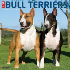 Just Bull Terriers 2023 Wall Calendar By Willow Creek Press Cover Image