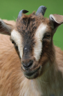 Goat Blank Journal (Nodin Press Blank Journals) Cover Image