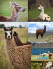 Llama Sketch Book: Practice Painting, Drawing, writing, Sketching or Creative Doodling. Cover Image