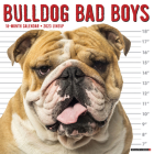 Bulldog Bad Boys 2023 Wall Calendar By Willow Creek Press Cover Image