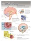 CSF & the Brain Wall Chart: 8270 Cover Image