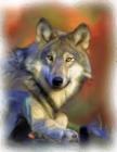 Wolf Notebook: 8.5 X 11 202 College Ruled Pages Cover Image
