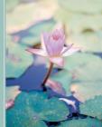 Water Lily Flowers: Diary Weekly Spreads January to December By Shayley Stationery Books Cover Image