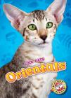 Orientals (Cool Cats) By Domini Brown Cover Image
