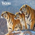 Tigers 2019 Square Cover Image