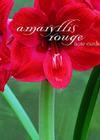 Amaryllis Rouge Note Cards Cover Image