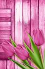 Diabetic Log Book: Portable Blood Glucose Chart, Daily Diary - Small Notebook - Pink Tulips By Simple Planners and Journals Cover Image